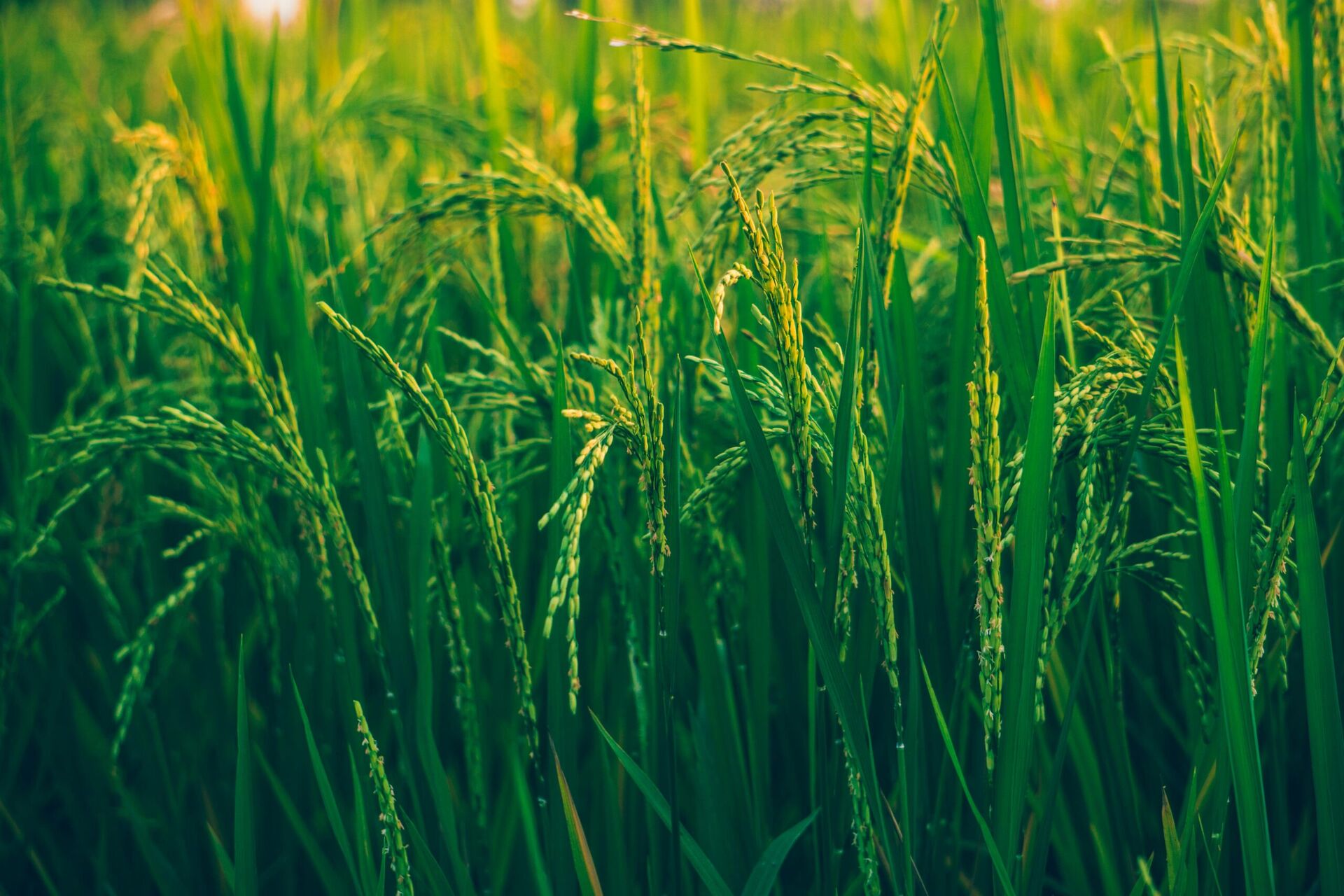 Optymalizacja ekologicznej uprawy ziarna na Twojej farmie: Praktyczne wskazówki dla większych plonów